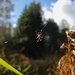 Wie diese winzige Spinne wohl die Welt wahrnimmt? (Zoom)