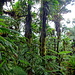 Üppig grüner, tropischer Regenwald im Innern von St.Lucia. 