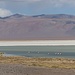 Flamingos in der flachen Salzwasserlagune