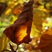 Goldener Herbst IX