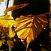 Goldener Herbst VIII