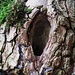 Holzstruktur III Asthöhle