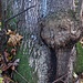 Baum-Boppel-Gesicht