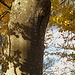 Buche - Schatten - Herbstlaub - sanfte Brise - <br />Ein Traum