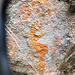 die orangene Flechte ist da, den Kiessteinbrech auf den Felsvorsprüngen finde ich nicht mehr - durch die Erosion abgetragen?