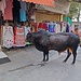 Stier auf Einkaufstour