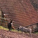 Esel in Katzenbach