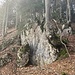 grosser Baum drückt gegen grossen Felsbrocken - kleiner hält dagegen ;-)