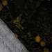 Zitronenbaum in Cassone