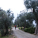 Wieder bei den Olivenbäumen