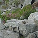 Vom Rifugio Rivetti kann man Murmeltiere beobachten.
