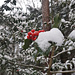 Europäische Stechpalme  (Ilex aquifolium) - auch im Winter grün