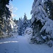 Schön verschneiter Winterwald