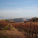 Schöne Weinlage am Monte Michele