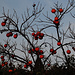 Kakibaum in Cavaion