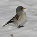 A cute bird - probably a white-winged snow finch (Schneesperling) kept me company