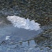 Dünne Eisplatte mit feinsten Strukturen im Fluss