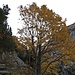 Herbstfarben beim Aufstieg zur Zwinglipasshütte.