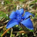 Die blaue Blume! <a href="https://www.gedichte7.de/die-blaue-blume.html" rel="nofollow" target="_blank">Gedicht</a>