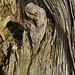 (Baum-)Kunst am Wegesrand VIII - Alrauniges aus Holz