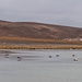 Flamingos an der Laguna Rosa