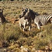 was man so auf einem Game Drive sehen möchte