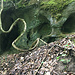 Gewöhnliche Waldrebe vor Sandsteinhöhlen, Foto vom 4. Juli 2021