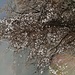 fiori di luce clematis montana 23 01 2024 cademario 