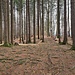 Im Wald, nur relativ kurz