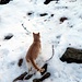Il gatto delle nevi