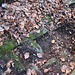 il canaletto, pulito da foglie e terra, con i suoi gradini