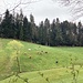 Frühling: die Kühe draussen, der Baum am Erblühen