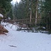 Es lagen viele umgestürzte Bäume auf der Forststrasse Richtung Pensa.