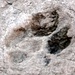 Paws are made for walking - 250 Mio years ago. DINOworld traces. 