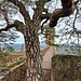 Aufgrund der sehr kargen Lebensbedingungen ist der Baum relativ klein geblieben und wirkt nahezu wie ein zu groß geratener Bonsai.
