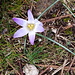 Frühlingsboten - auf gut 1600 m