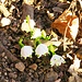 Leucojum vernum L.<br />Amaryllidaceae<br /><br />Campanelle comuni <br /> Nivéole du printemps <br /> Märzenglöckchen, Frühlings-Knotenblume, Grosses Schneeglöckchen