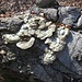 Funghi saprofiti su un vecchio tronco.