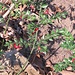 Ruscus aculeatus L.<br />Asparagaceae<br /><br />Pungitopo, Ruscolo pungitopo <br />Fragon piquant, Petit houx <br /> Mäusedorn