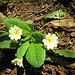 Primula acaulis (L.) L.<br />Primulaceae<br /><br />Primula comune <br /> Primevère acaule <br /> Stängellose Schlüsselblume, Schaftlose Primel