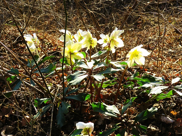 Helleborus niger L.<br />Ranuncolaceae<br /><br />Elleboro bianco <br /> Rose de Noël <br /> Christrose, Schneerose