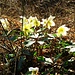 Helleborus niger L.<br />Ranuncolaceae<br /><br />Elleboro bianco <br /> Rose de Noël <br /> Christrose, Schneerose
