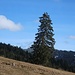 In Vorarlberg hängen die Weihnachtsbäume auch außerhalb der Saison an der Steckdose ;-) .