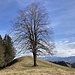 der eindrückliche Baum oberhalb der Alp Lushütte ...