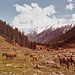 Weidende Pferde bei Lidderwat im Arutal auf ca. 2800m. Die bis über 5000m hohen Berge noch schneebedeckt. 