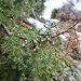 <b>Ginepro comune (Juniperus communis).</b>