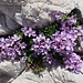 Ein violetter Farbtupfer im Kalkgestein.