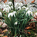 First snowdrops in February