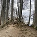 Baum-Wurzelweg ...