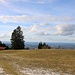 Wiese bei der Schwaigeralm